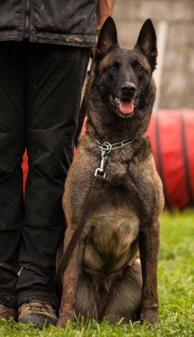 Malinois Linee da Lavoro - K-9 Service